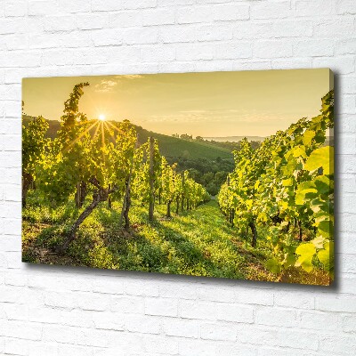 Foto obraz canvas Winnica